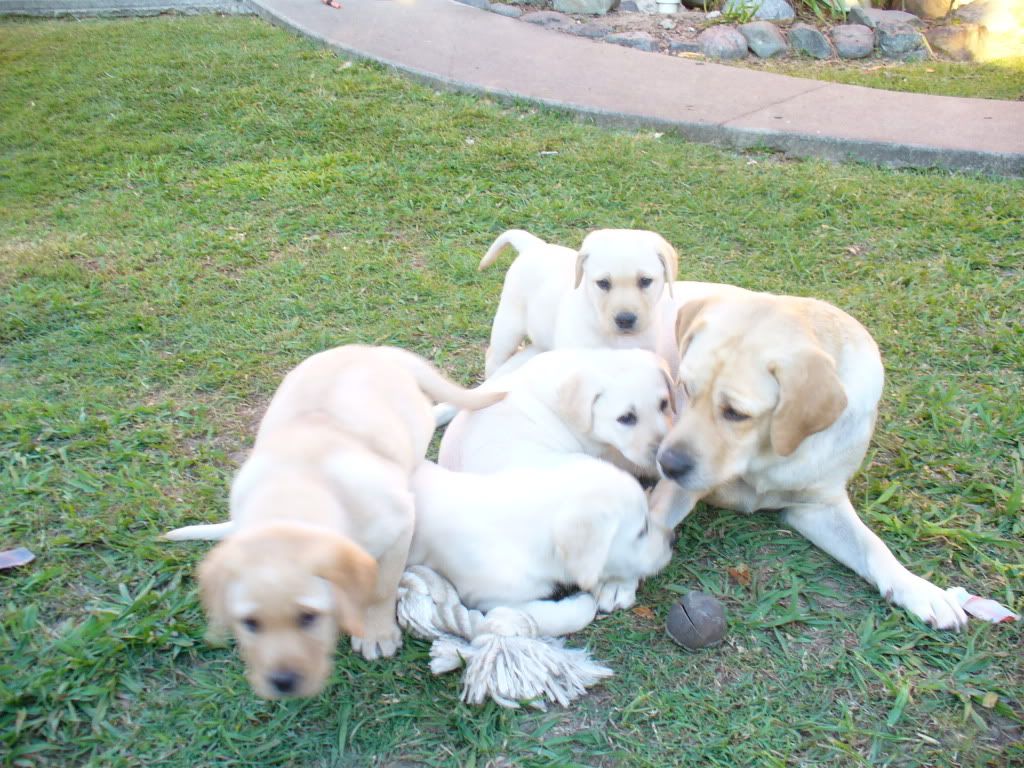 Who couldnt love a lab... The day we bought Angel home 6thAugust035