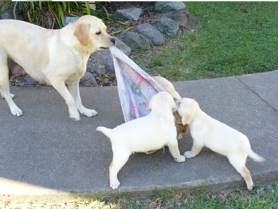 Who couldnt love a lab... The day we bought Angel home Angeltugowar