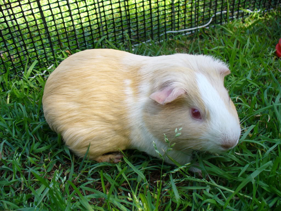 Lilac cavy - Page 2 Guineapigs019