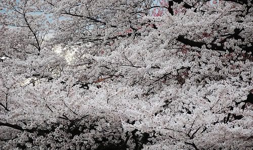 Hanami 05