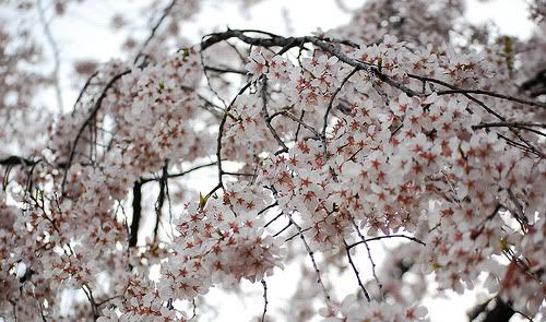 Hanami 07