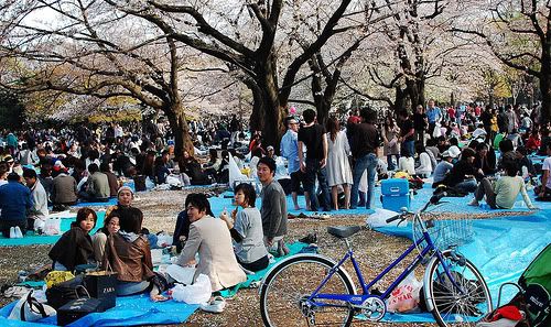 Hanami 14