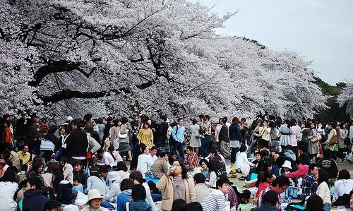 Hanami 21