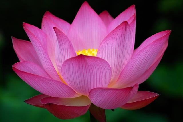 Arya Sri Lalitavistarah Maha Vaipulya Dharmaparyaya Suttram - Page 2 Big-dark-pink-Lotus-Flower-photo1