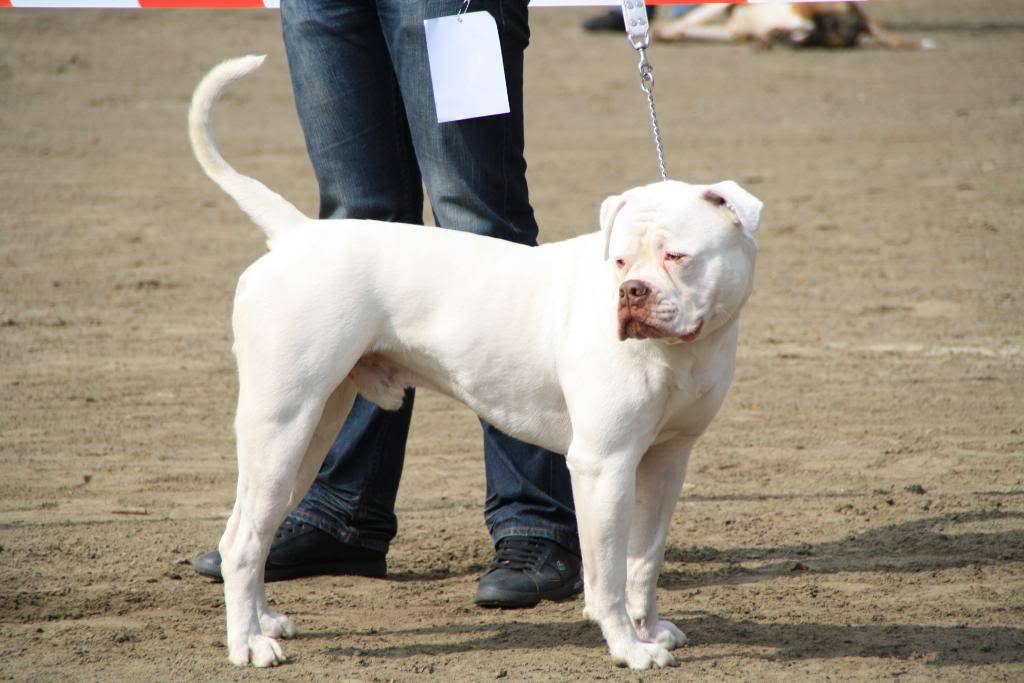 Hollandadaki ilk pitbullshowdan kareler Pitbullshow050409012