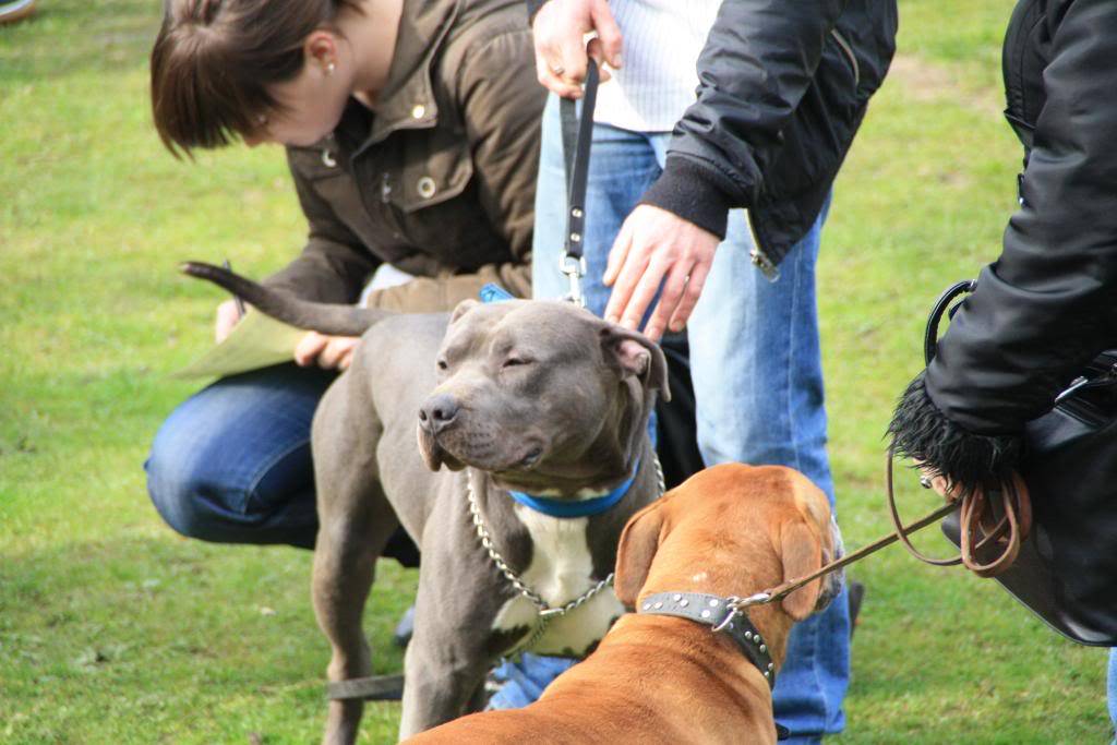 Hollandadaki ilk pitbullshowdan kareler Pitbullshow050409071