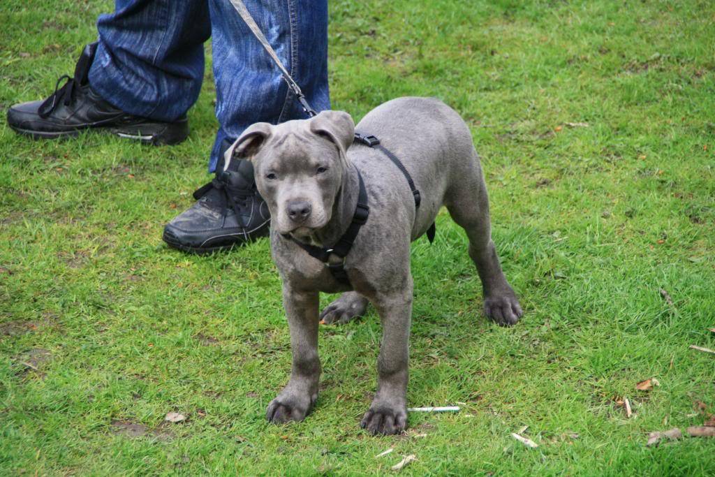 Hollandadaki ilk pitbullshowdan kareler Pitbullshow050409077