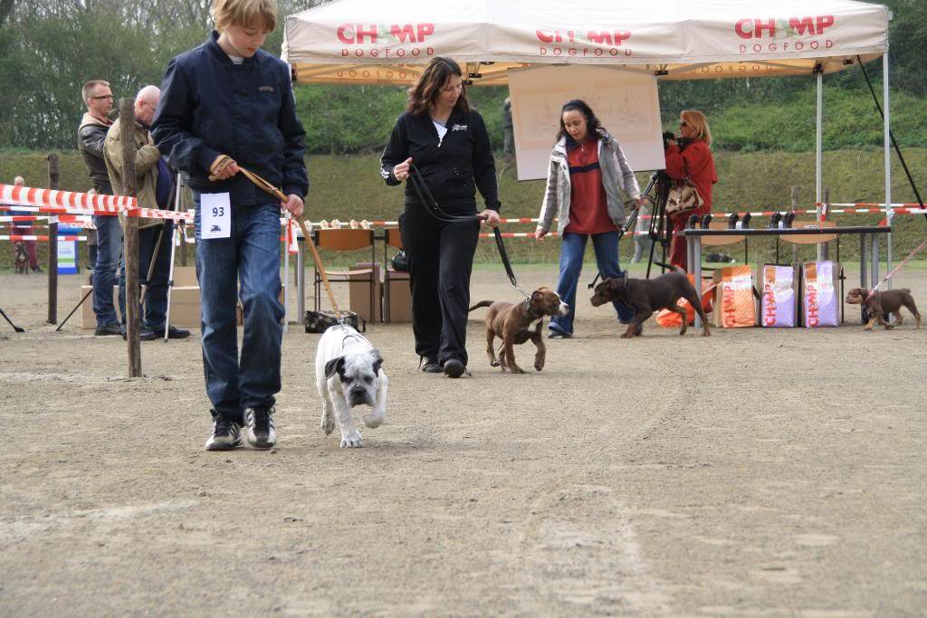 Hollandadaki ilk pitbullshowdan kareler Pitbullshow050409089