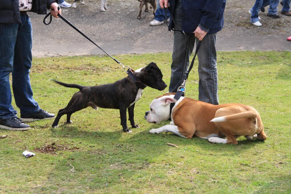 Hollandadaki ilk pitbullshowdan kareler Pitbullshow050409172