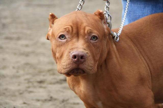 Hollandadaki ilk pitbullshowdan kareler Pitbullshow050409182