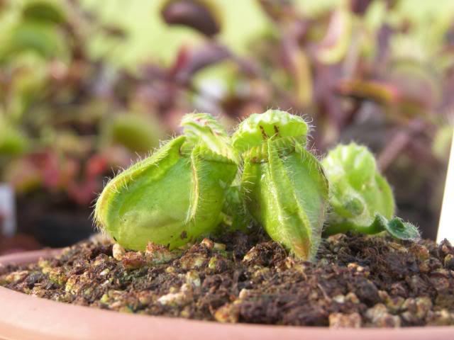 Cephalotus follicularis 100_6097