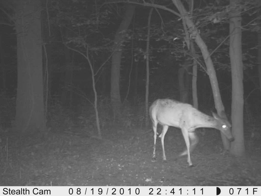 Piebald deer? Baldwins826341