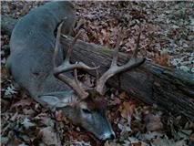 Two Bucks Down In Illinois Buck2