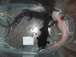 Axolotl Pics Axies1