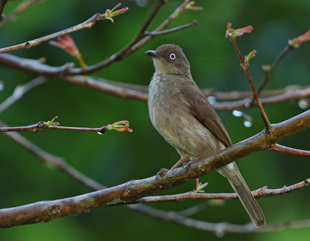 أنواع البلابل بالصور Cream-vented-Bulbul