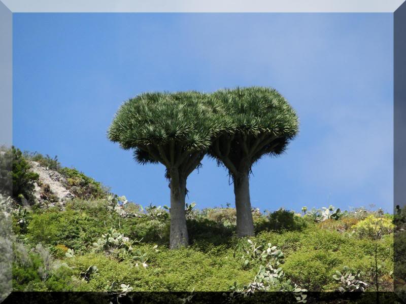 Cruz de Taborno 1.024m. (Tenerife) 56