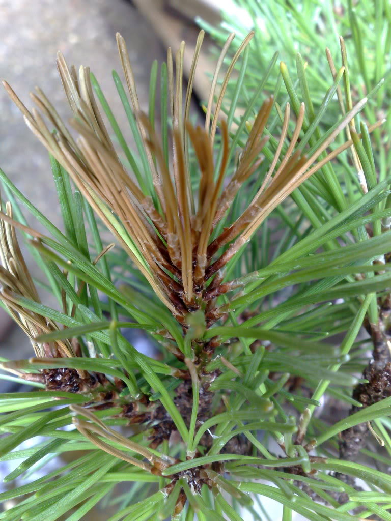 mugo pine with needles turning yellow and buds turning black and dead?! 14082009262