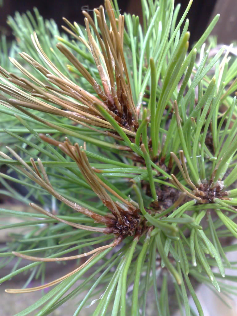 mugo pine with needles turning yellow and buds turning black and dead?! 14082009263