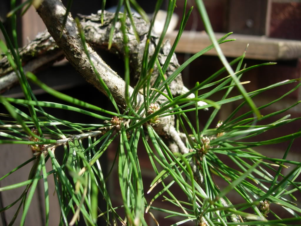 have just repotted a pinus sylvestris may have trimmed the roots too much?! DSCN9481