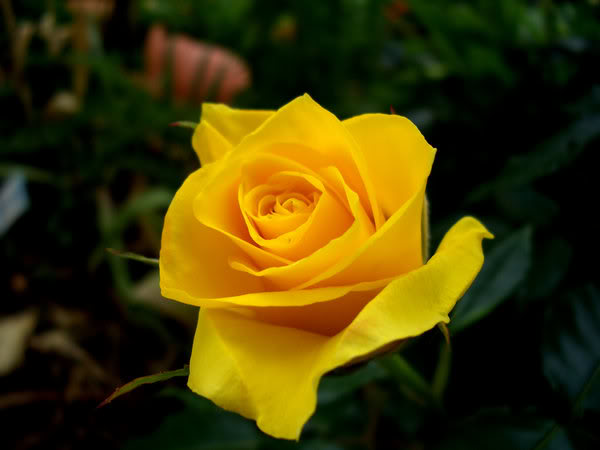 وعد العيون على كرسى الاعتراف - صفحة 13 Yellow_Rose_by_alarie_tano