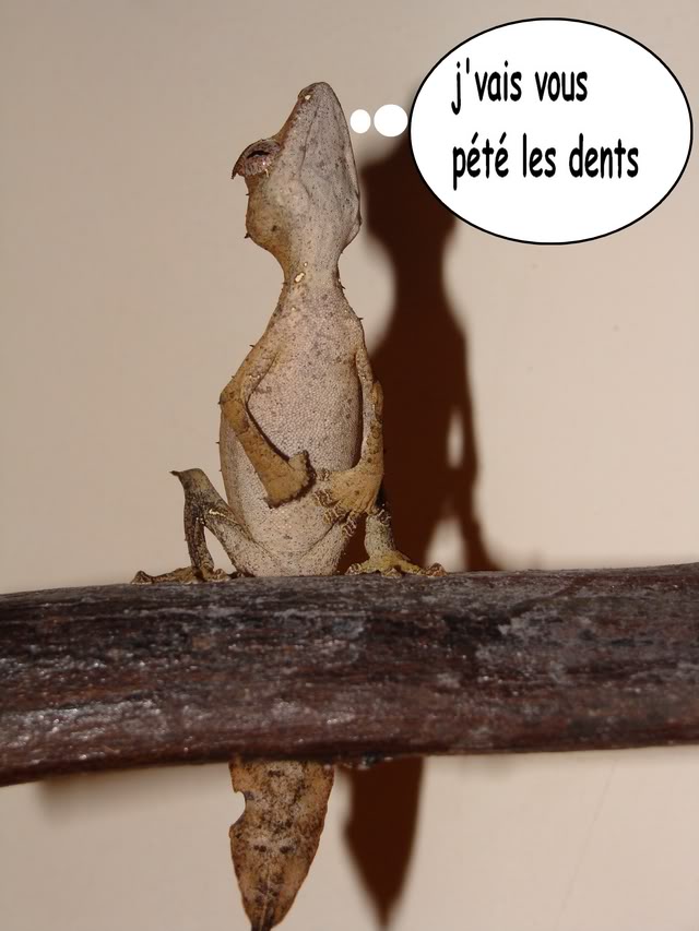 Ce ne sont que quelques pattes... Petephanta