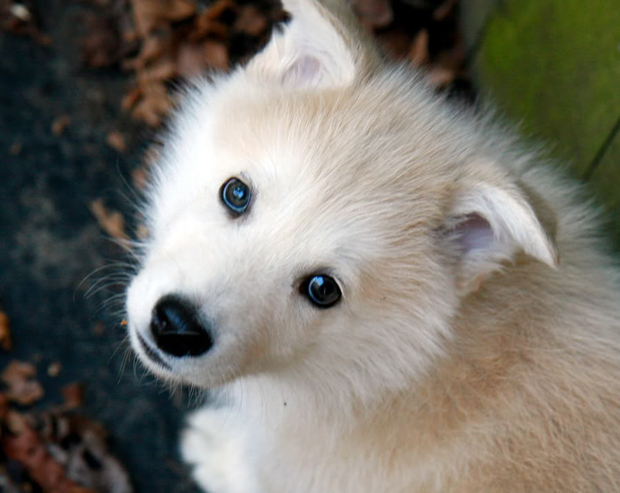 Rose Ann Lucinda AlaskanMalamute1