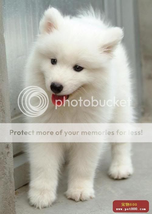 Giống chó Samoyed! xinh kinh khủng tàn canh gió ..lào , muốn có 1 con quá! 8e8566c9a20d24347f3e6f9b