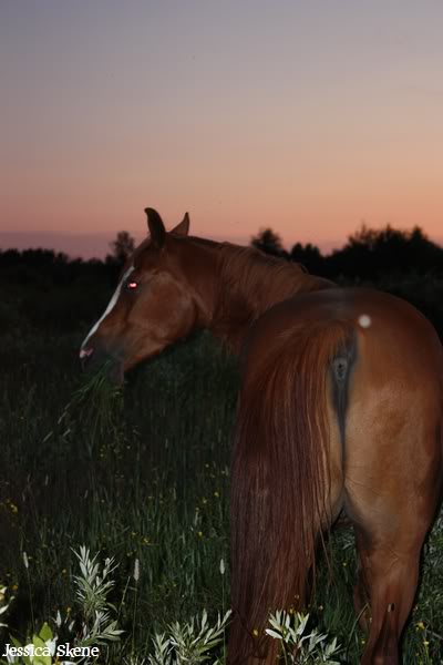 shooting de nara et son nouveau licou :) et + encore IMG_6971