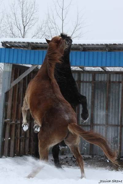 CONCOUR PHOTO: Les chevaux s'amusent... - Page 2 IMG_2976