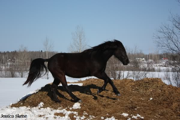 De soleil, 5 chevaux et de l'énergie IMG_3649