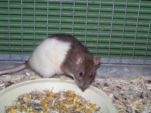 Mes Rats 100_0947