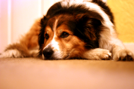 Jack 10 yeard old collie x IMG_7164