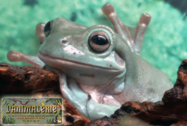 Animalerie balaruc (Hérault) Photogrenouille