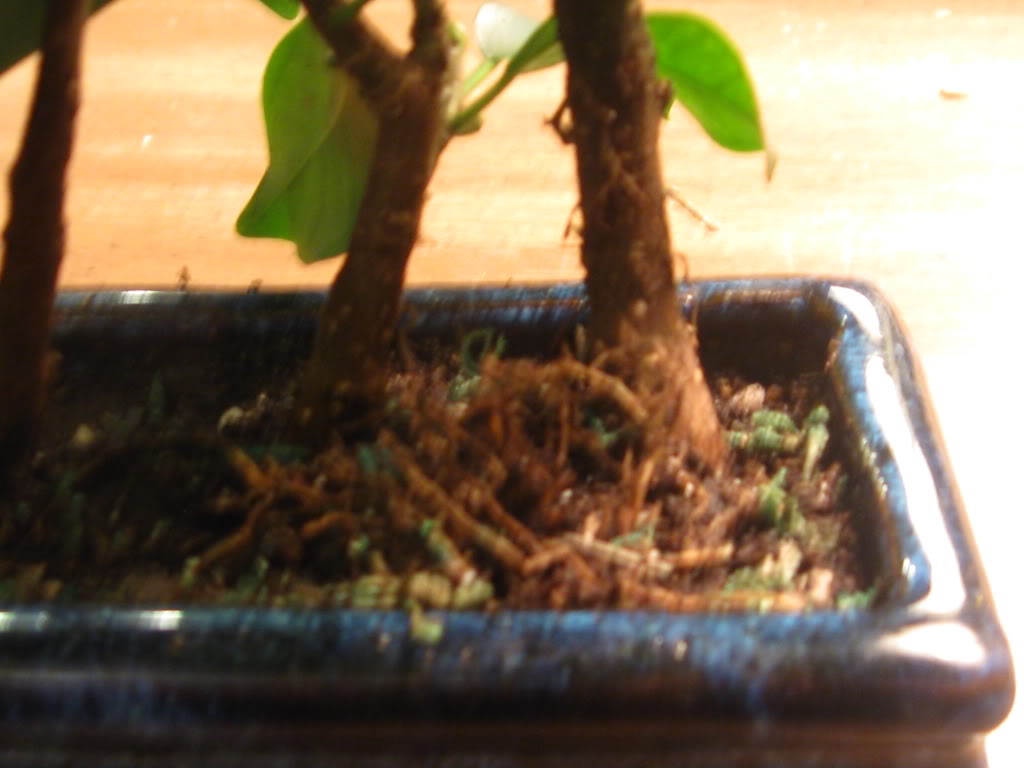 Ficus question 020-1