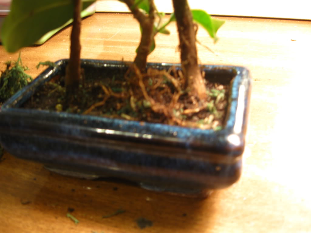 Ficus question 022-1