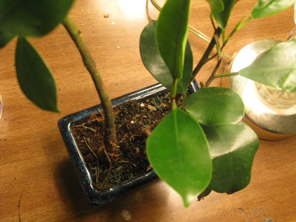 Ficus question 040