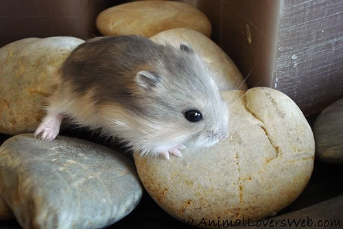 Cô chủ nhỏ Pet Shop Vĩnh Long Baby_animal_hamster1