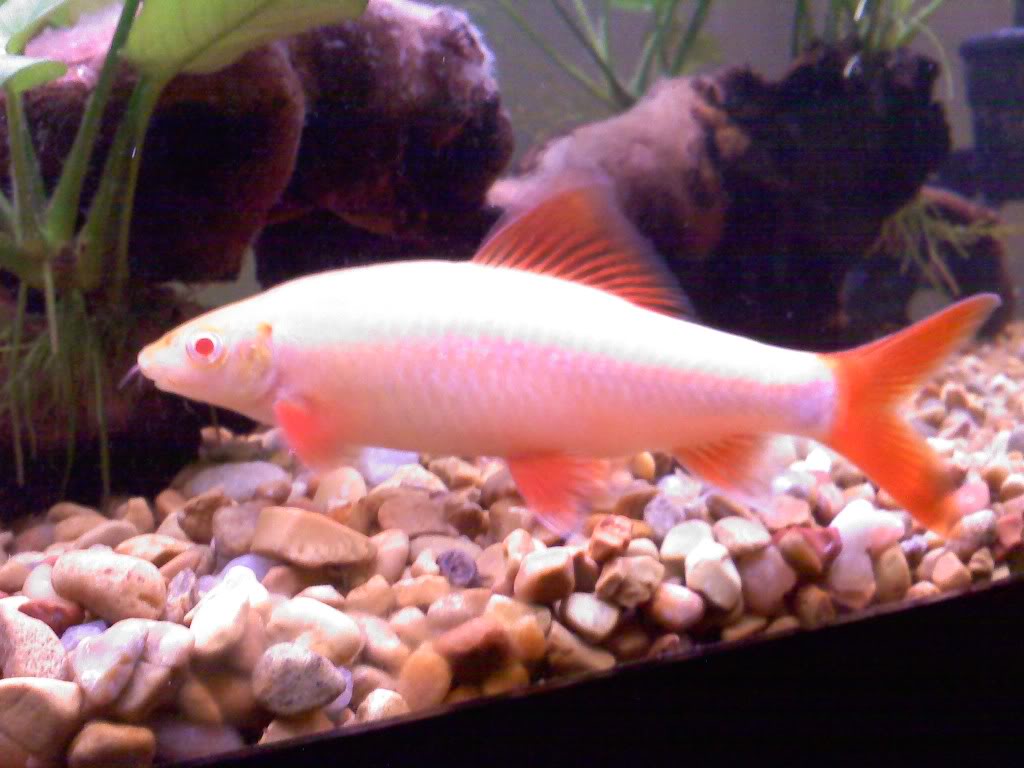 Albino Red-Fin (Rainbow) Shark 1111091759a