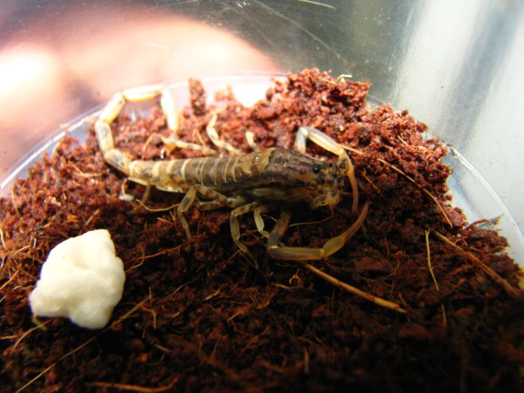 molting proccess sa scorpion IMG_6935