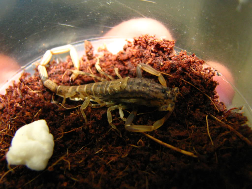 molting proccess sa scorpion IMG_6939