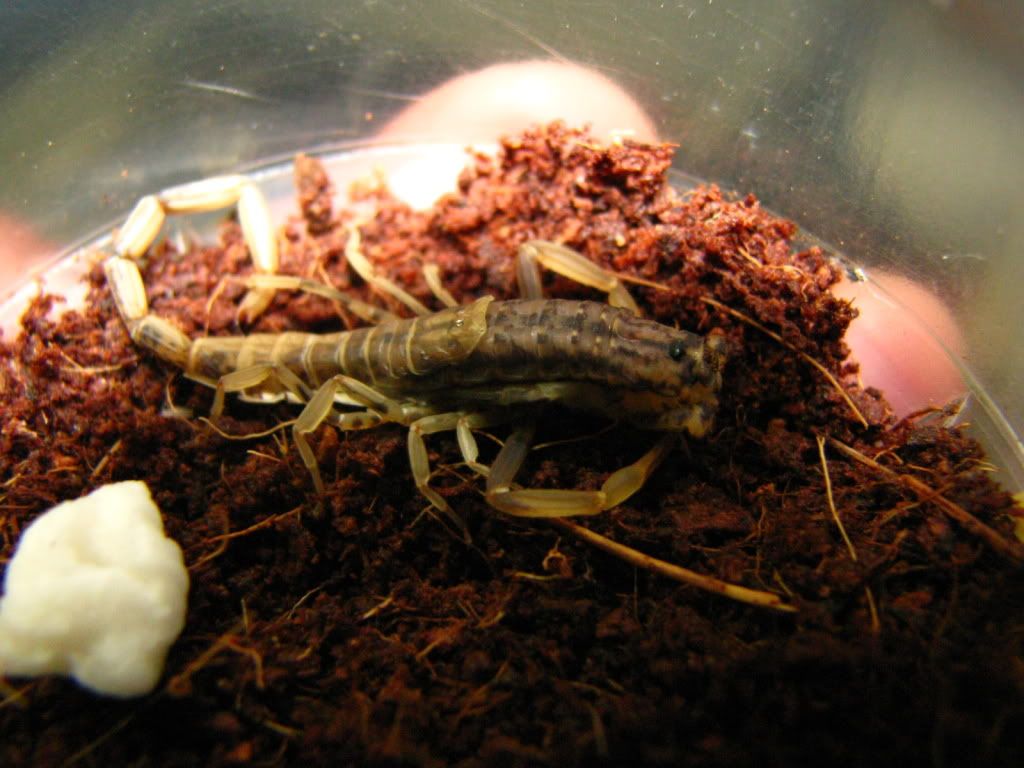 molting proccess sa scorpion IMG_6941