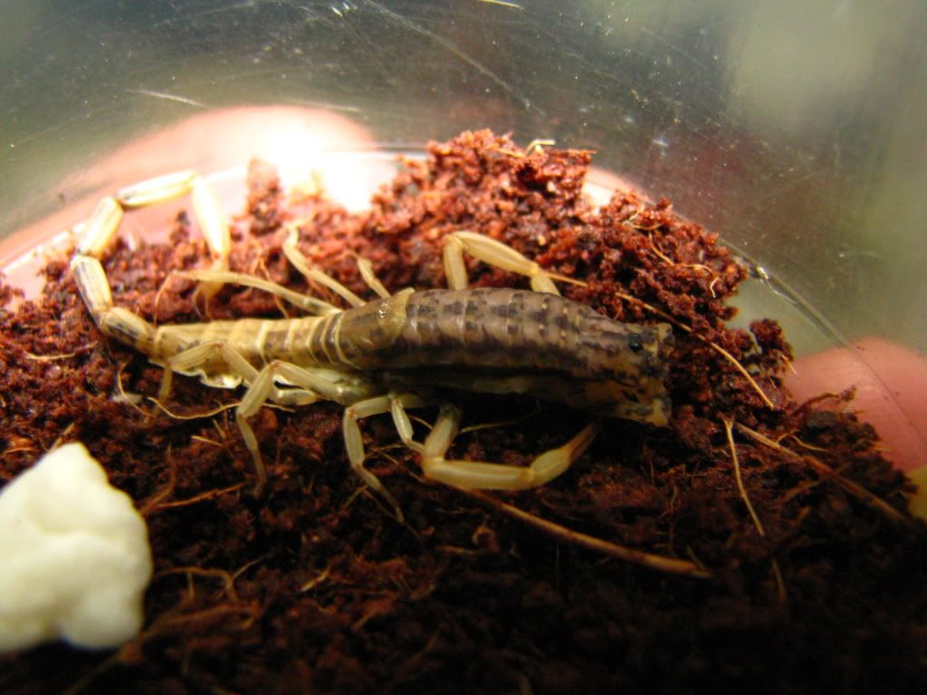 molting proccess sa scorpion IMG_6944