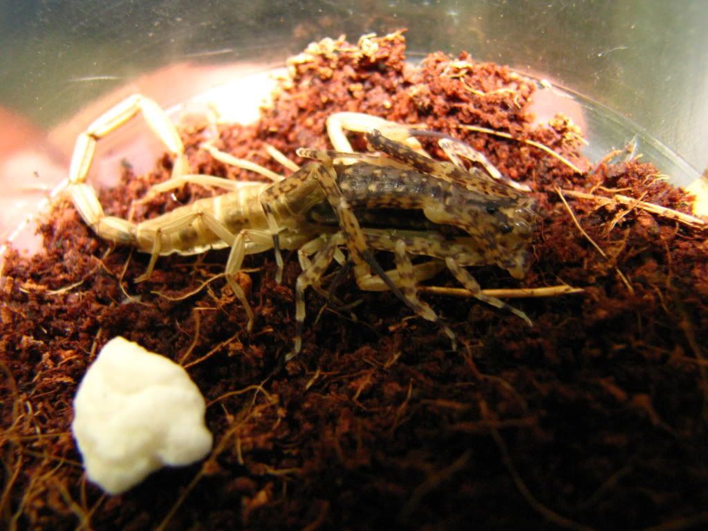 molting proccess sa scorpion IMG_6963