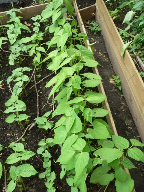 [Jardin de Terranostra] Le Potager Lesfves