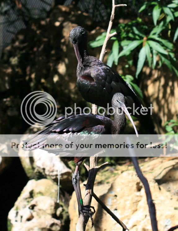 Black Ibis BlackIbis