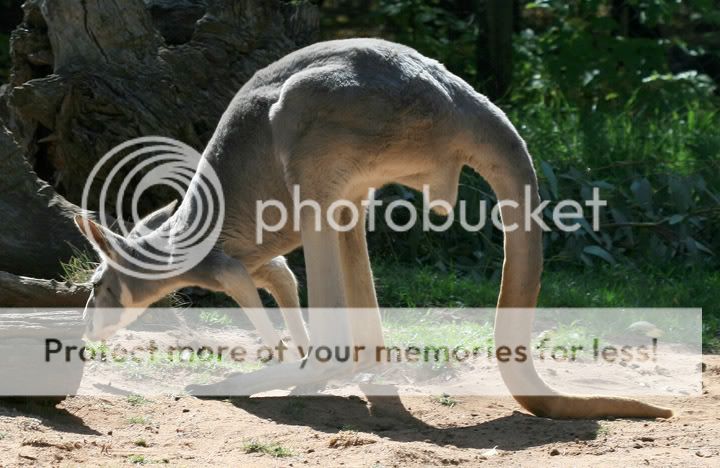 From the Zoo visit GreyKangaroo