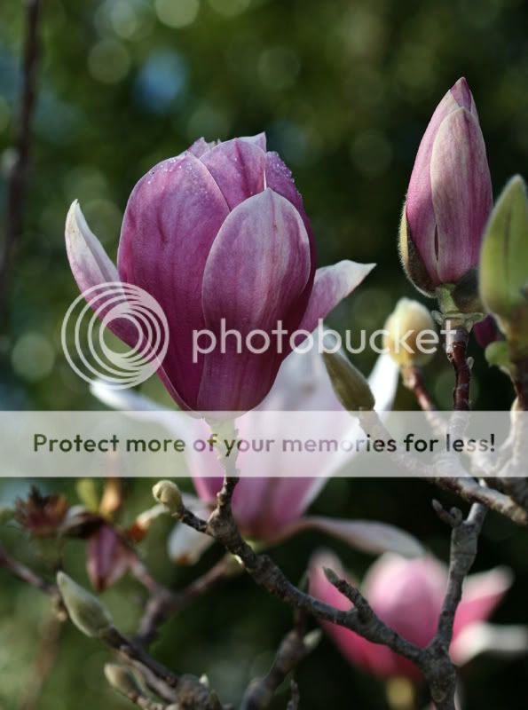 Pink Magnolia PinkMagnoliasml