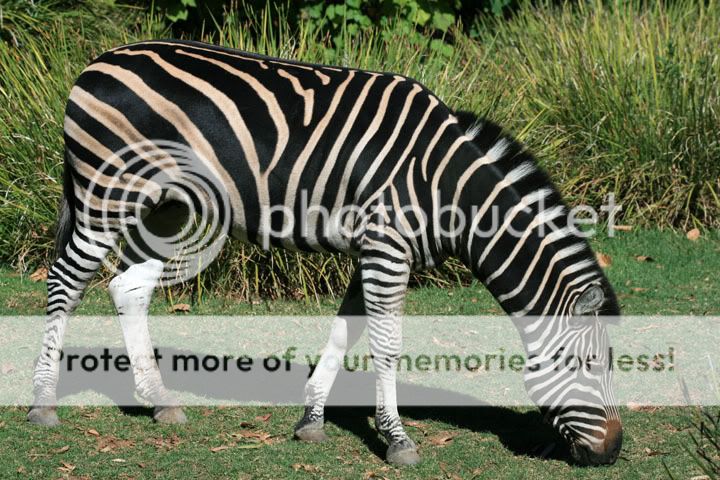 From the Zoo visit Zebra