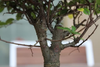 Trasplante y poda de ulmus parvifolia (olmo) 2011-01-2908-1