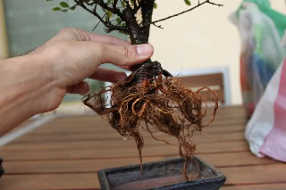 Trasplante y poda de un ulmus parvifolia (olmo) 2011-02-2102-1